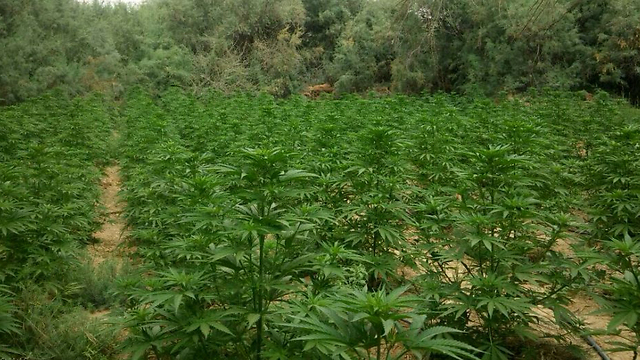 Marijuana field police discovered in Tze'elim (Photo: Israel Police)