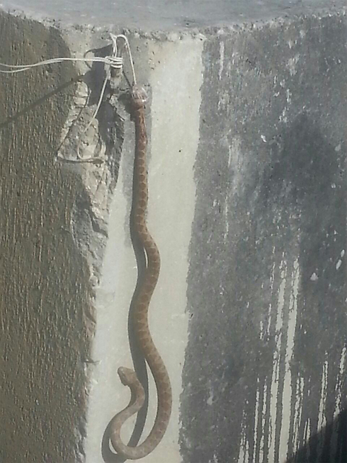 הנחש שהתגלה קשור לבטונדה (צילום: חטיבת דובר המשטרה) (צילום: חטיבת דובר המשטרה)