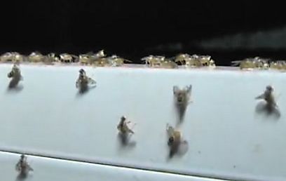 Flies in the lab (Photo: Roi Idan)  (Photo: Roi Idan)