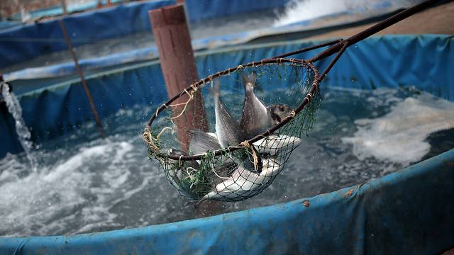 Fish Farm in Gaza (Photo:AP)