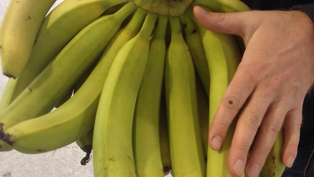 בננות מיוחדות לטיגון, אפיה ובישול ()