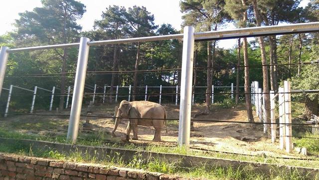 גם הפילים שרדו את השטפונות (צילום: Tbilisi Zoo) (צילום: Tbilisi Zoo)