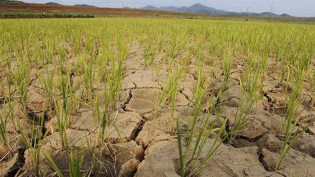 גם השנה חשש לרעב. בצורת בצפון קוריאה (צילום: AP) (צילום: AP)