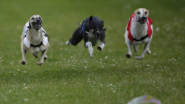 בעיר פורדינגברידג' שבאנגליה נערכו במשך יומיים מרוצי כלבים מגזע וויפט. וויפט הוא כלב ציד קטן שנחשב לאחד המהירים בעולם (צילום: gettyimages) (צילום: gettyimages)