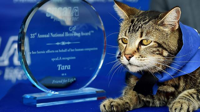 טרה מתייחדת עם הפרס (צילום: AFP) (צילום: AFP)