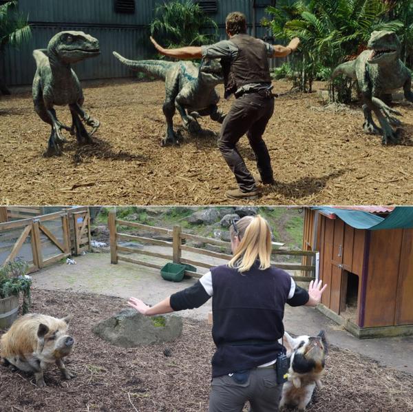 חזירים בגן החיות אוקלנד בניו זילנד ()