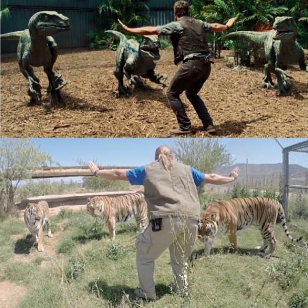 בפארק חיות הבר באריזונה, ג'ף הורוול, מטפל בטורפים, מבצע מופעים שנויים במחלוקת בשיתוף עם טיגריסים ()