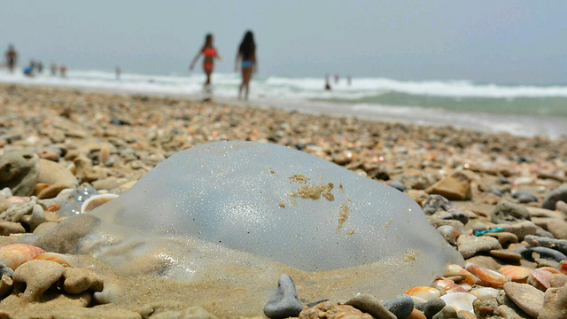 Медузы на пляже в Израиле. Фото: Джордж Гинсберг (Photo: George Ginsberg)