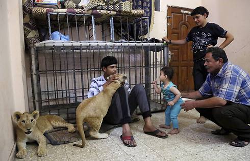 הגורים משחקים עם משפחת אל-ג'מאל בבית בלב רפיח (צילום: AP) (צילום: AP)