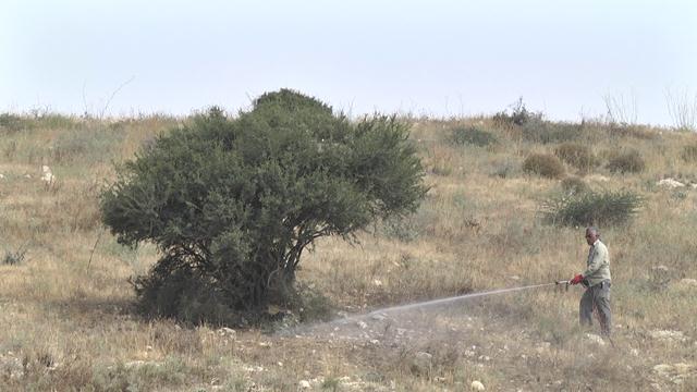 ריסוס סביב העץ בו מקננים העופות הדורסים עם חומר מעכב בעירה (צילום: רועי עידן) (צילום: רועי עידן)