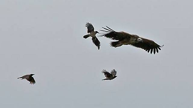 העורבים לא חוששים גם מעופות עצומים בגודלם (צילום: עדי אשכנזי) (צילום: עדי אשכנזי)