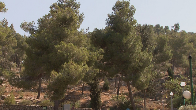 יער ירושלים. 1.275 מיליון שקל לשיקום, טיפוח והנגשת היער  (צילום: אלי מנדלבאום) (צילום: אלי מנדלבאום)