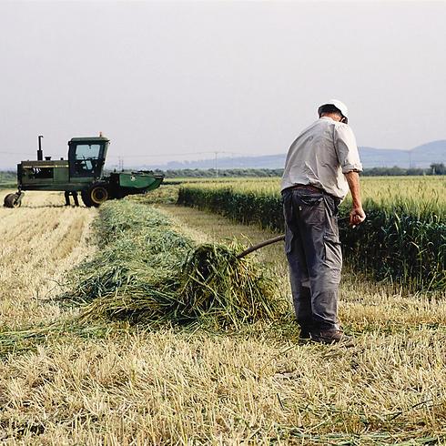 Wheat farmer in the Negev (Photo: Tom Bartov)