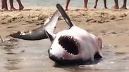 צילום: יוטיוב / Atlantic White Shark Conservancy