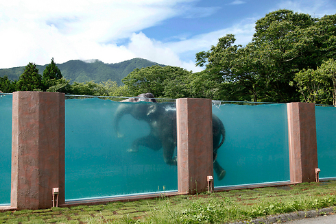 פיל אסייתי שוחה בבריכה שאורכה 65 מטרים בספארי בסוסונו, יפן (צילום: AP) (צילום: AP)