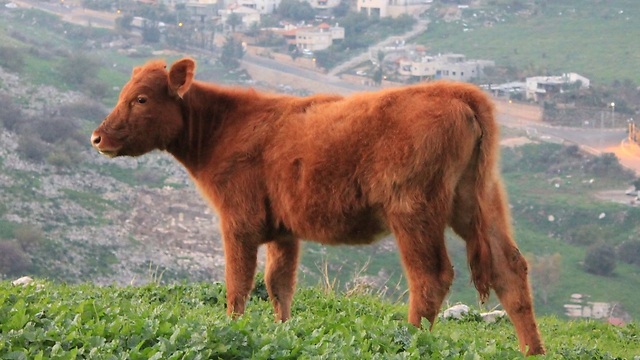 A red heifer (Photo: Tazpit News Agency)