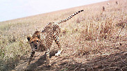 צילום: snapshot serengeti.org