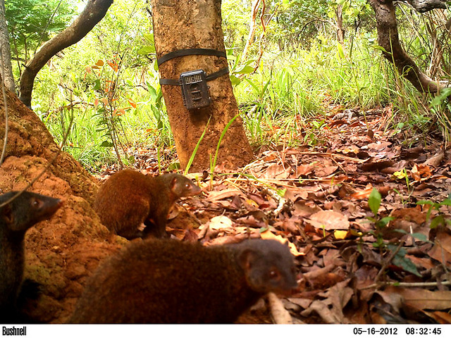  (צילום: Pousargues’s mongoose /  African Parks)