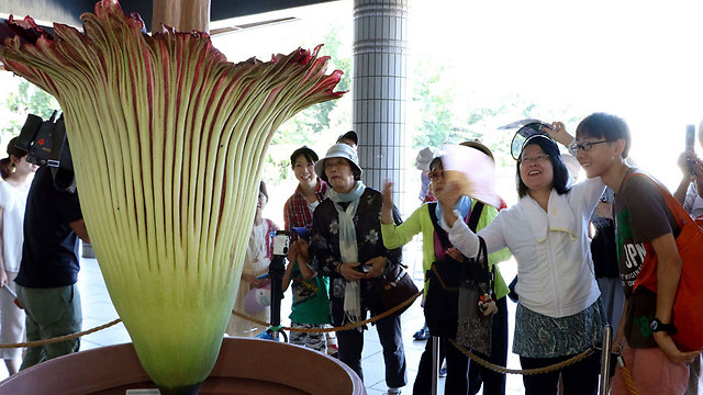 פריחתו של פרח הגוויה ביפן, היום (צילום: AFP) (צילום: AFP)