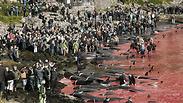 צילום: seashepherd.org צילום: seashepherd.org