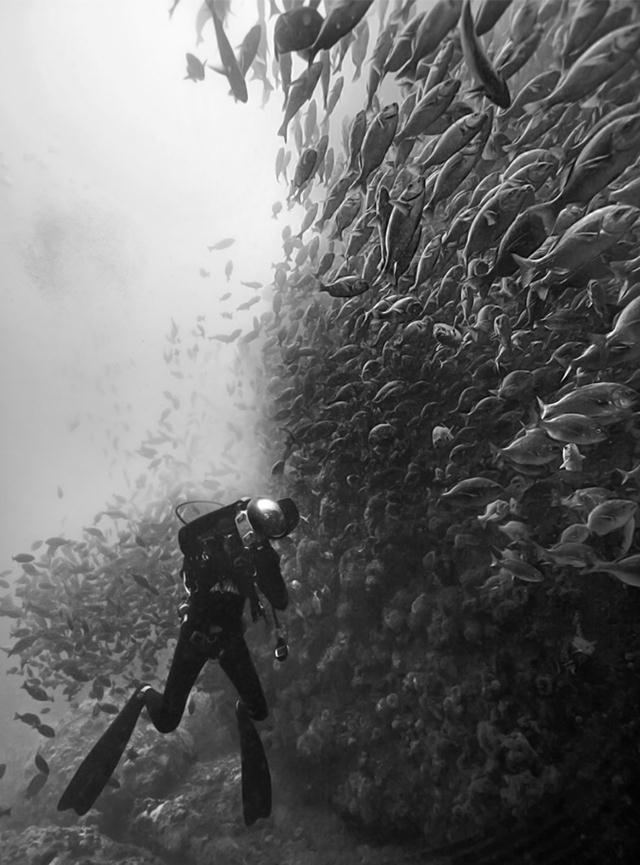 מקום 3 בקטגוריית טיולים. מגדל דגים לצד צלם תת ימי בקייפ טאון, דרום אפריקה (Aaron Gekoski  / Africa Geographic Photographer Of The Year 2015) (Aaron Gekoski  / Africa Geographic Photographer Of The Year 2015)
