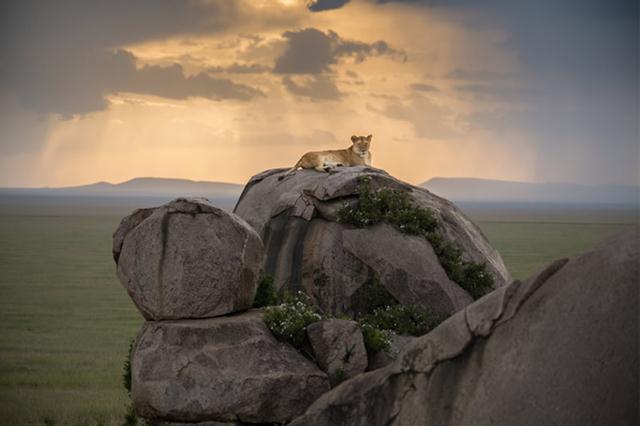 לביאה על כס המלכות (צילום: Ana Zinger  / Africa Geographic Photographer Of The Year 2015) (צילום: Ana Zinger  / Africa Geographic Photographer Of The Year 2015)