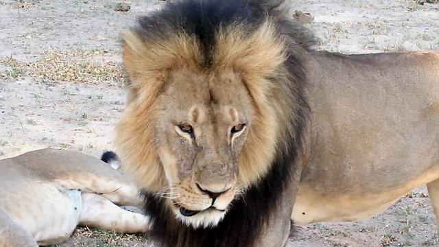 נחשב לסמל לאומי בזימבבואה. ססיל האריה (צילום: AP) (צילום: AP)