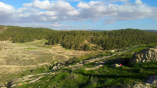 יער יתיר (צילום: נדב אברהמוב) (צילום: נדב אברהמוב)