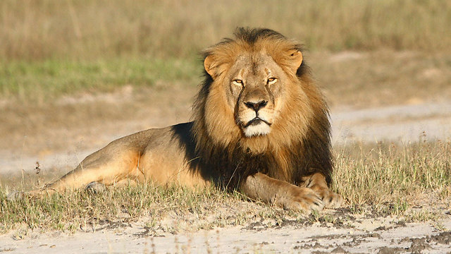 ססיל האריה הפופולרי בזימבבואה (צילום: AP/Andy Loveridge) (צילום: AP/Andy Loveridge)