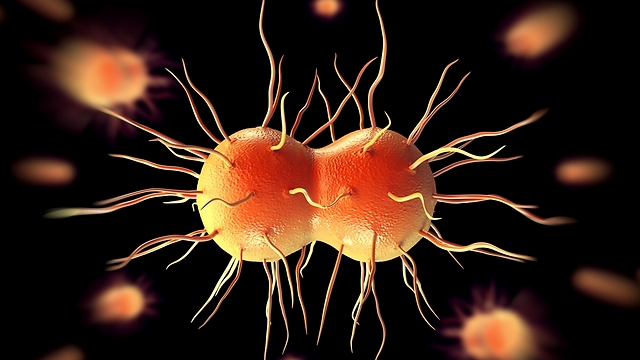 החיידק הגורם למחלת הזיבה. היוונים חשבו כי ההפרשה מכילה זרעונים (צילום: shutterstock) (צילום: shutterstock)