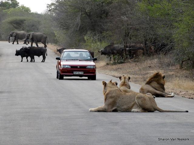 אריות, תאואים ופילים בפריים אחד. (צילום: Sharon van Niekerk) (צילום: Sharon van Niekerk)