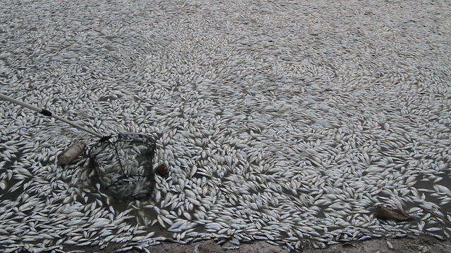 המוני דגים מתים בנהר בסין (צילום: Gettyimages) (צילום: Gettyimages)