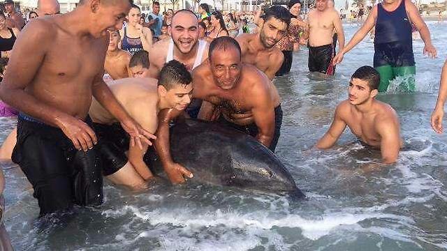 Swimmers happy to come upon a dophin at Acre beach