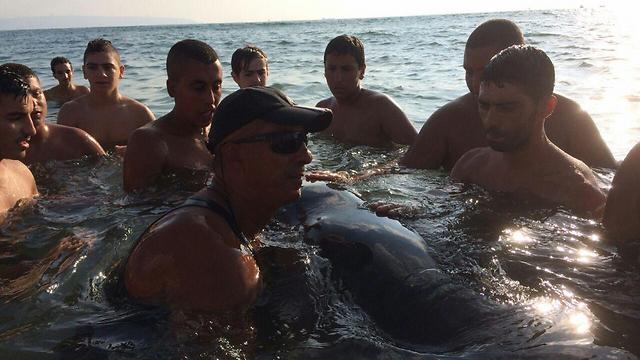 הדולפין עם המתרחצים בחוף של עכו, היום ()