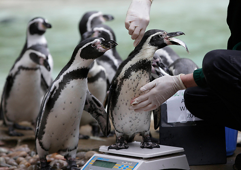 פינגווינים עומדים בתור לשקילה בגן החיות של לונדון. מדי שנה עורכים במקום שקילה ומדידה של כל החיות. תמונות נוספות בהמשך... (צילום: AP) (צילום: AP)