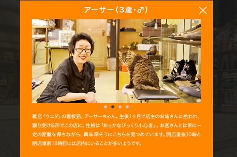 הסברים על החתולים - רק ביפנית.  ()