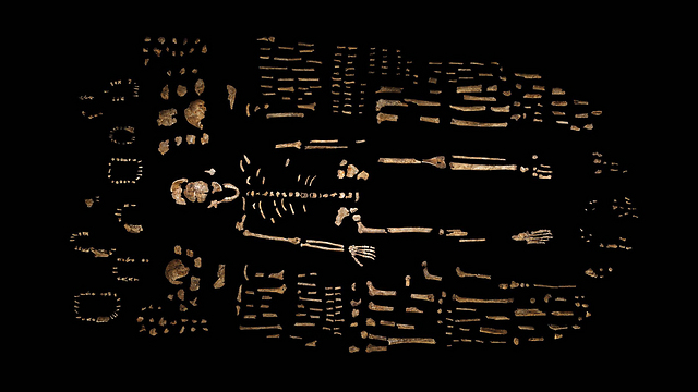 1,500 עצמות, מ-15 שלדים. הומו נדאלי (צילום: ROBERT CLARK/NATIONAL GEOGRAPHIC, LEE BERGER/UNIVERSITY OF THE WITWATERSRAND) (צילום: ROBERT CLARK/NATIONAL GEOGRAPHIC, LEE BERGER/UNIVERSITY OF THE WITWATERSRAND)