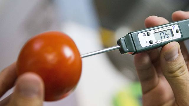 A staff of the Laboratory of the Consumer Physics Society takes the temperature of a tomato (Photo: AFP)