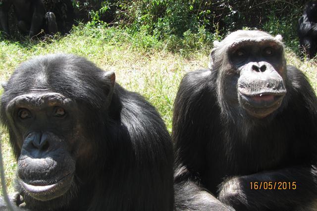 שוקו ולבן בשמורת השימפנזים בזמביה (צילום: ספארי ר"ג) (צילום: ספארי ר