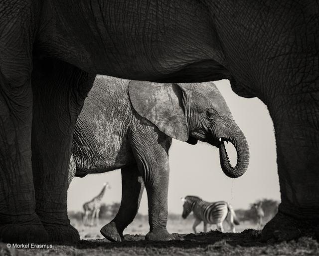 פילה וברקע הגור שלה צועדים לעבר בור מים בנמביה. צילום: Morkel Erasmus, דרום אפריקה. קטגוריה: צילום בשחור לבן. (צילום: Morkel Erasmus / Wildlife Photographer of the Year 2015) (צילום: Wildlife Photographer of the Year 2015) (צילום: Wildlife Photographer of the Year 2015)