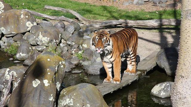 Oz the tiger. (Photo: Hamilton Zoo)