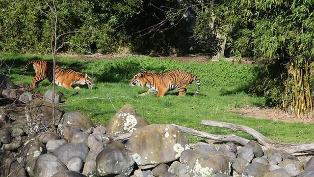 Oz playing with a fellow tiger. (Photo: Hamilton Zoo)