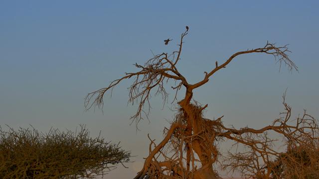זנבן בכיר עולה להחליף פרט נחות בשמירה בראש עץ (צילום: ארנון דטנר) (צילום: ארנון דטנר)