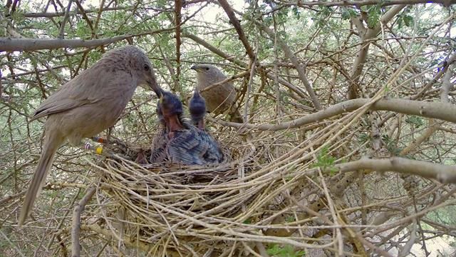 זנבן צעיר מאכיל את אחיו הקטנים בקן (צילום: ארנון דטנר) (צילום: ארנון דטנר)