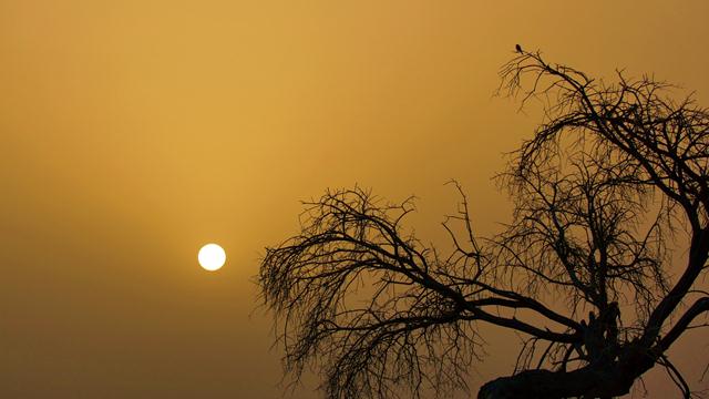 זנבן שומר בראש עץ (צילום: ארנון דטנר) (צילום: ארנון דטנר)