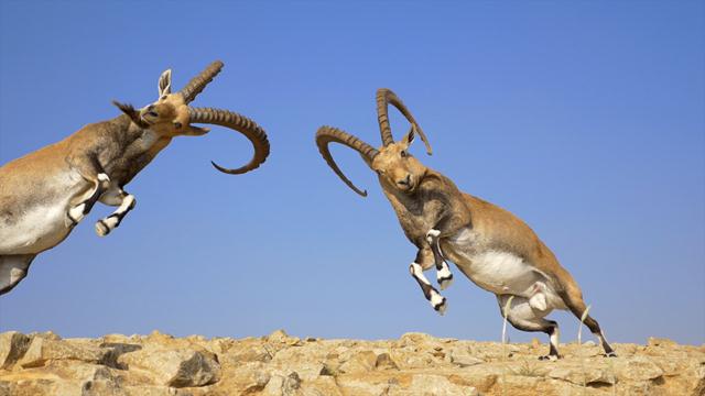 קרב בין זכרי יעלים- מדוע הזנבנים לרוב אינם פותרים סכסוכים בין חברי הקבוצה בדרכים אלימות כמו יעלים? (צילום: ארנון דטנר) (צילום: ארנון דטנר)