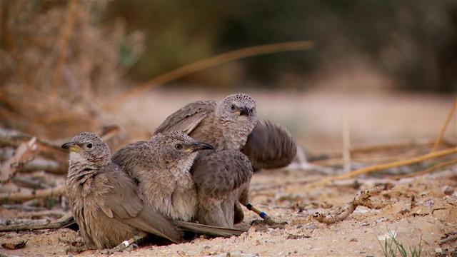 הזנבנים - הציפור הקבוצתית היחידה בישראל (צילום: ארנון דטנר) (צילום: ארנון דטנר)