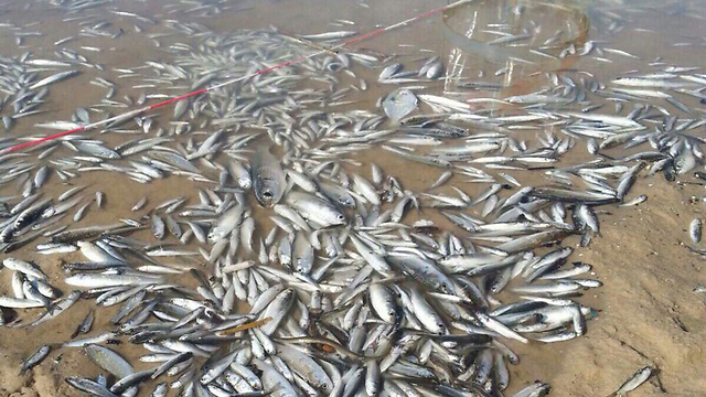 אלפי דגים מתו בגלל הזיהום. המראה בנחל לכיש, היום (צילום: אשדוד.נט) (צילום: אשדוד.נט)