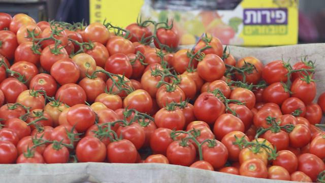 מחירי העגבניות זינקו (צילום: מוטי קמחי) (צילום: מוטי קמחי)