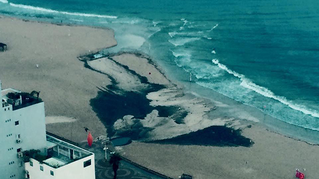 סחף בחוף הים בתל אביב (צילום: אדם אבן חיים) (צילום: אדם אבן חיים)